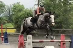 A horse jumping