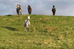 Horses-grazing