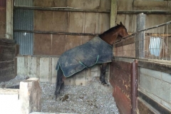Horse-in-stable