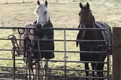 Horses-at-field-gate