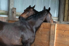 Two horses grooming