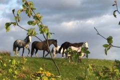 Horses-in-field