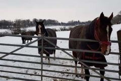 Horses-in-snow