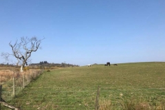 Tullochan-fields-with-horses