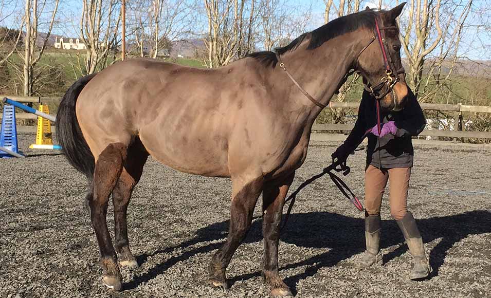 Fiona Stuart training a horse