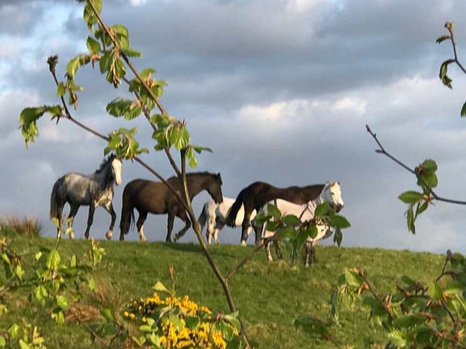 Horses in a field at at Tullochan Stables by Loch Lomond
