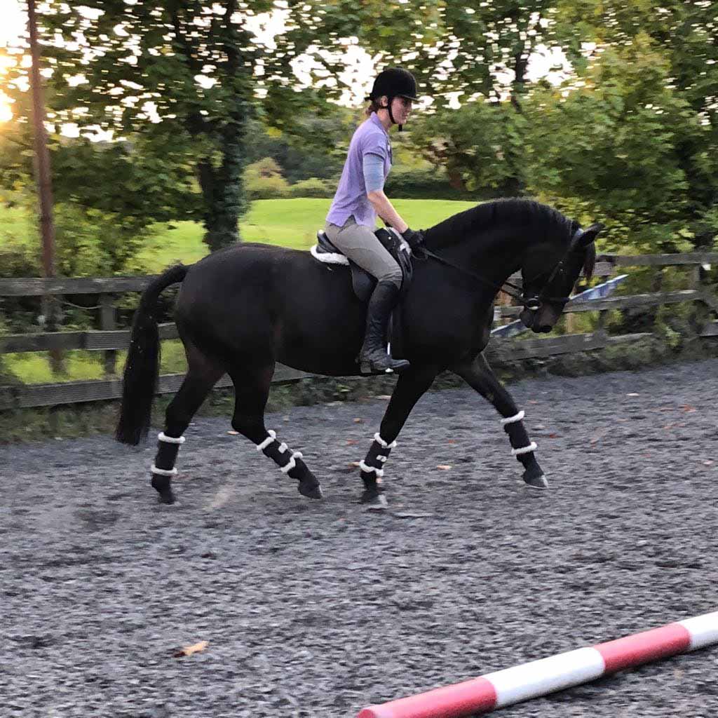 A horse training on the flat at Tullochan stables