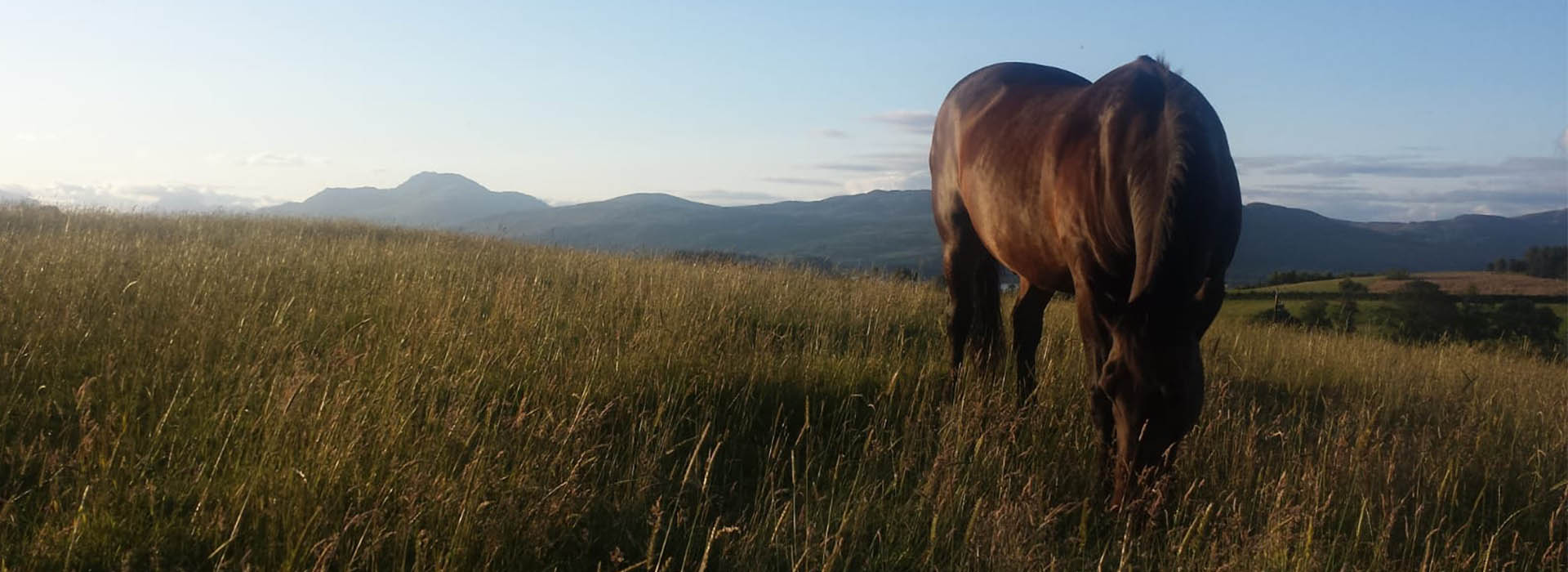 A horse grazing with Ben Lomond in the background