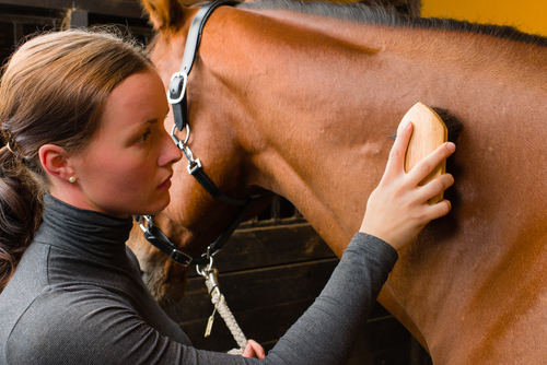 A horse being groomed