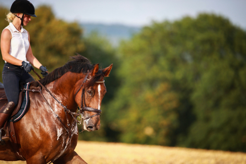 A sweaty horse exercising