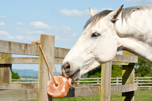 A horse licking a salt lick