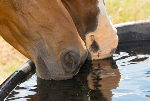 Horses drinking clean water