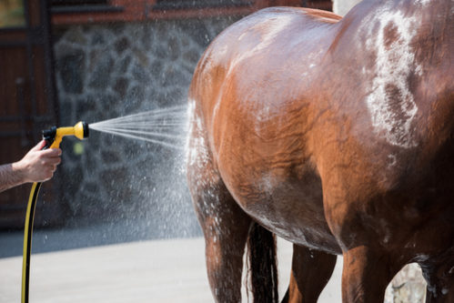 A horse being hosed