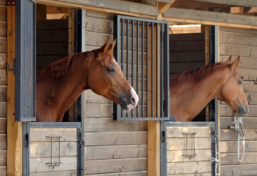 Horses in their stables