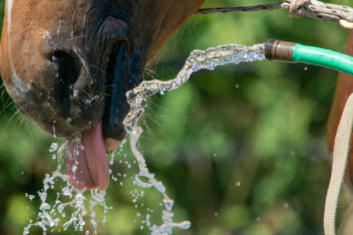 A horse drinking water from a hose pipe