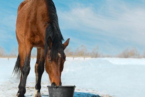 A horse feeding from a tub in the snow