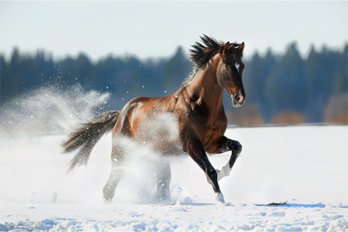 A horse running through the snow