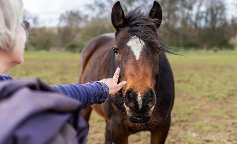 A woman's hand touches a horse's face.