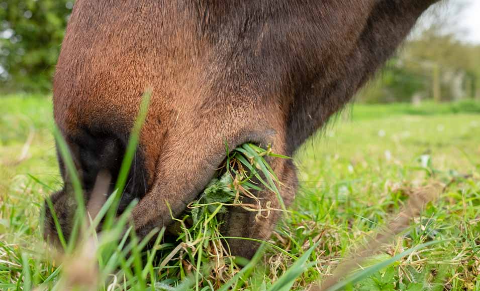 Close up of a horse's mouth eating grass from a green field.