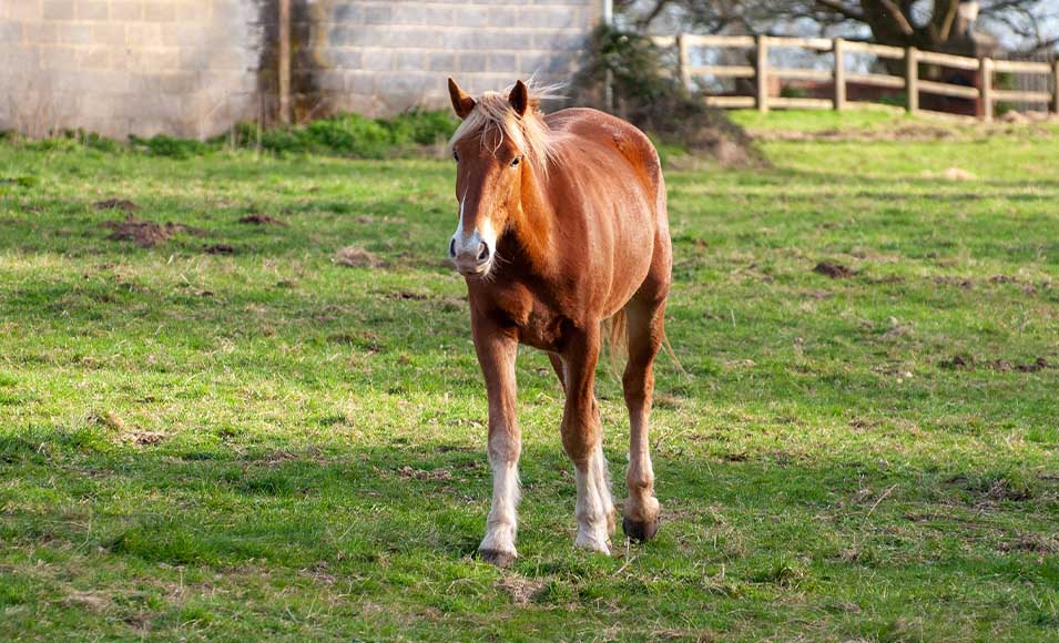 A horse standing in a field.