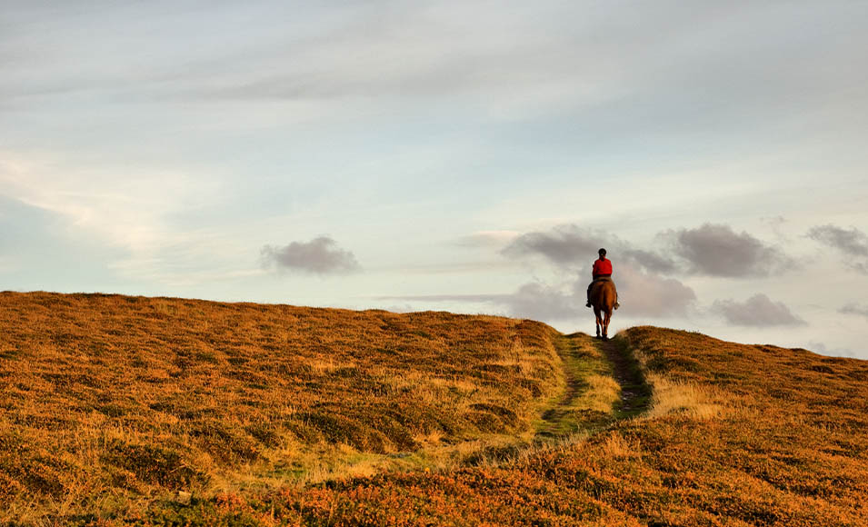 A lone horse and rider on top of a heather clad hilltop.