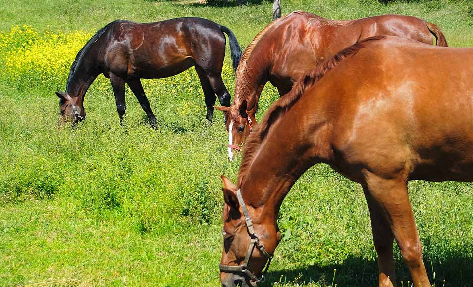 Three horses eating grass in a green field.